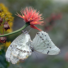 Positive Butterflies - Positive Thinking Doctor - David J. Abbott M.D.